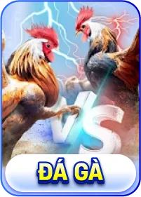 Đá Gà Kuwin